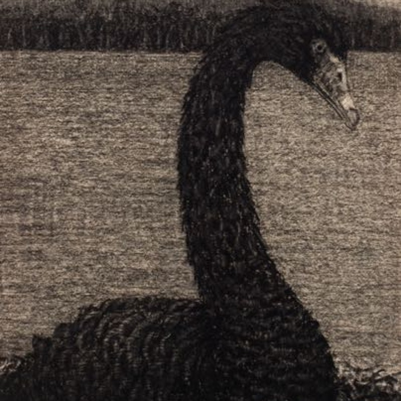 The Black Swan Lake Sorell