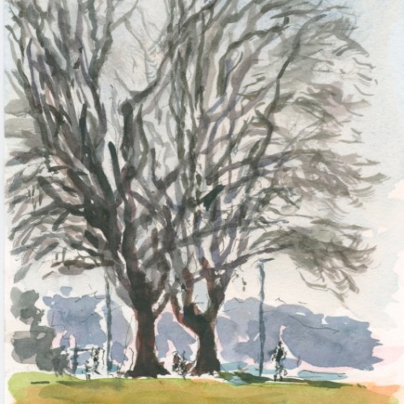 Plane trees near the water, Rushcutters Bay