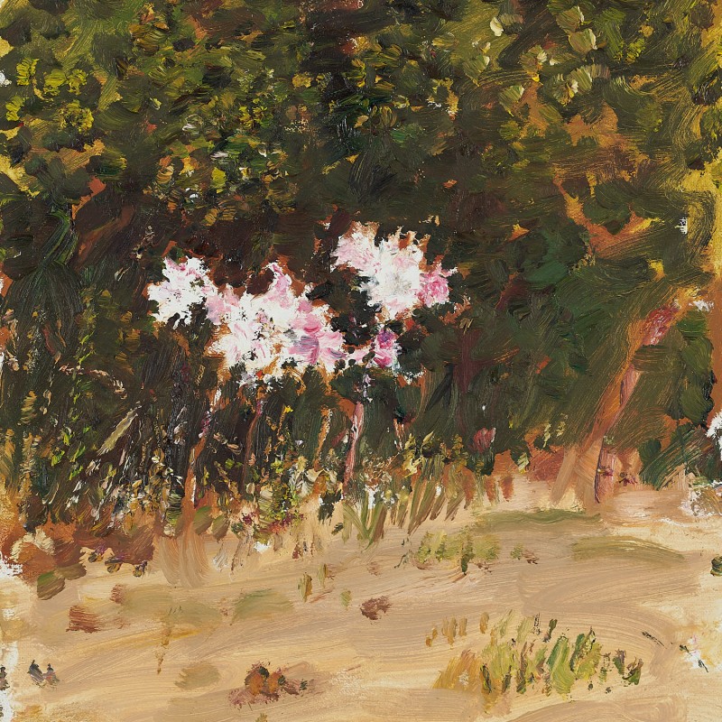 Easter Lilies, Mount Lofty II