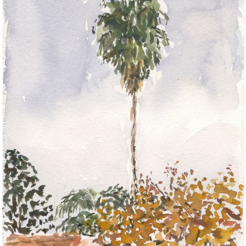 Palm Tree, Gilbert Street