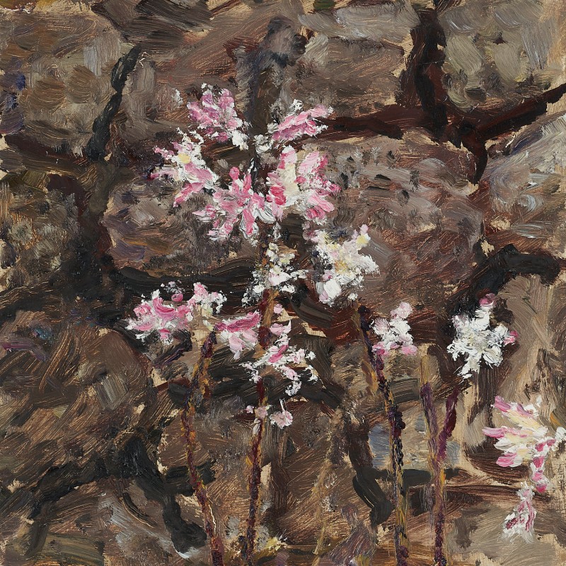 Easter Lilies, Mount Lofty X