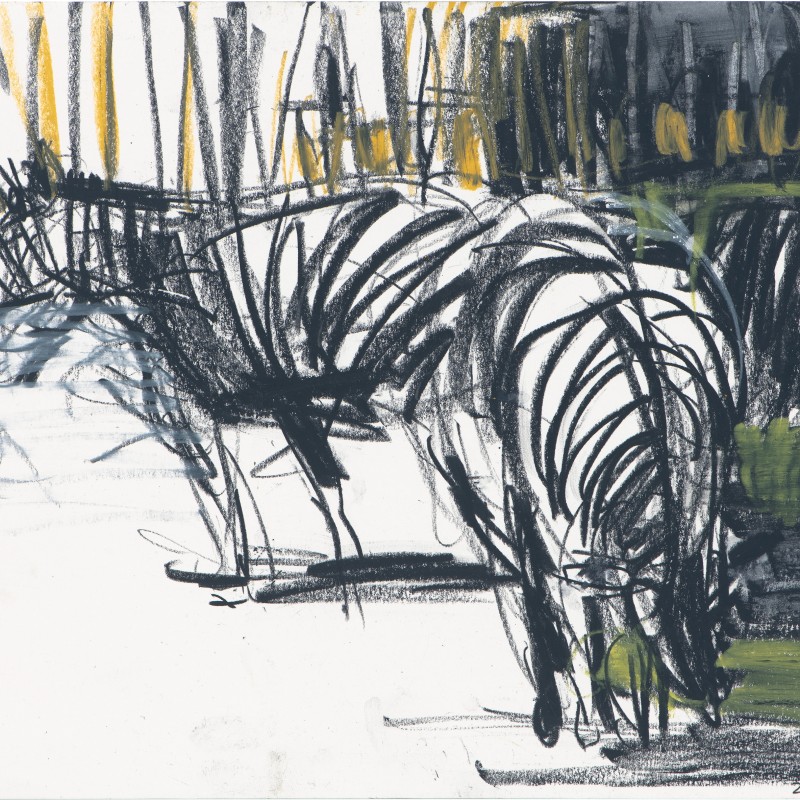 3 Zebras 5/21