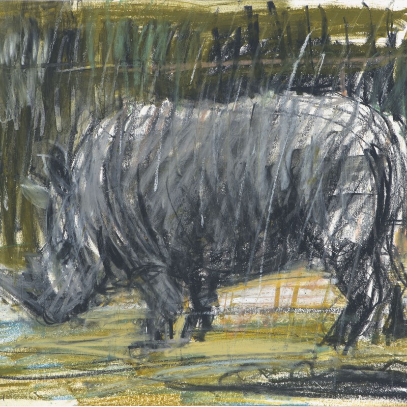 Rhino in Rain 12/21