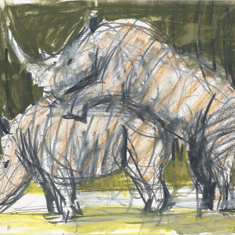 Rootin’ Rhinos 12/21