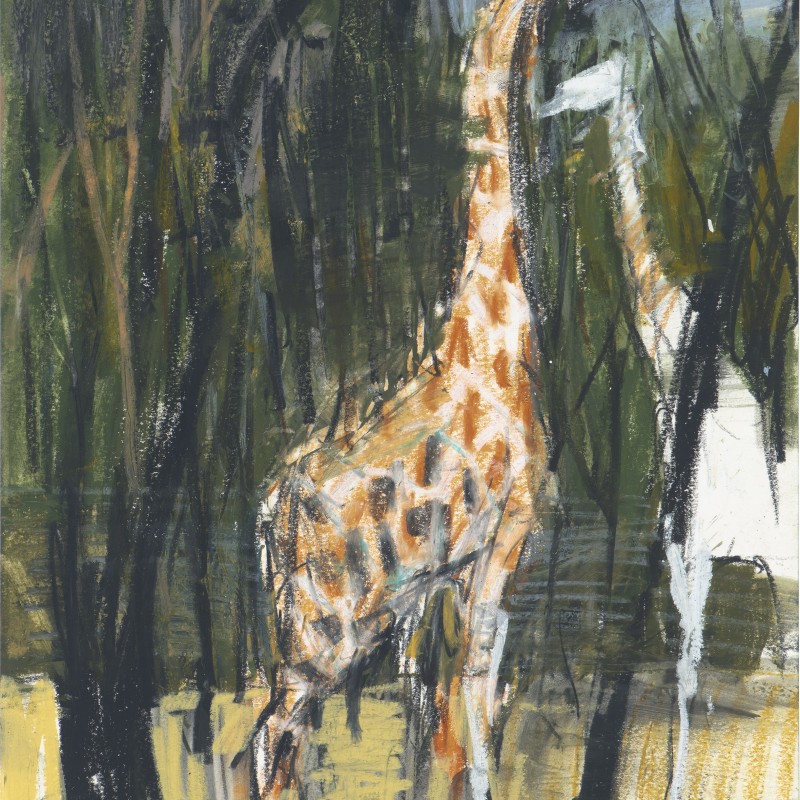 Two Giraffes 7/12/21