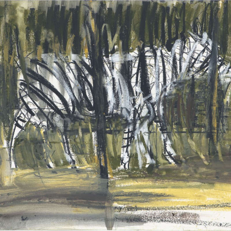 Zebra Through Trees 12/21
