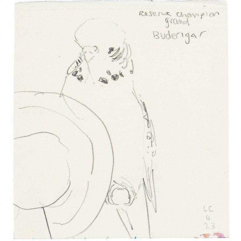 Reserve Champion Grand Budgerigar