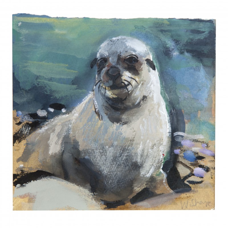 Little Seal