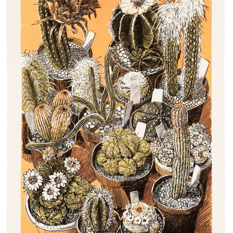 Cactus Collection