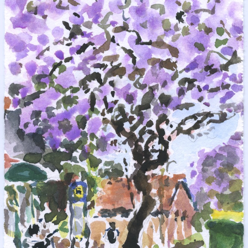 Jacaranda, Cooper Street, Strathfield I