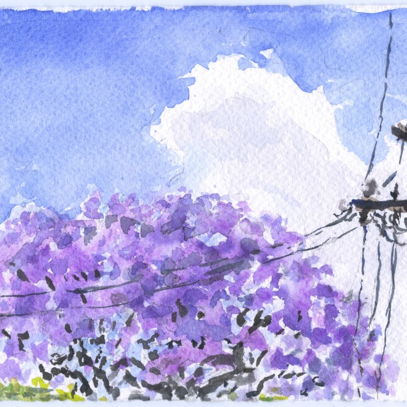 Jacaranda and Cumulus, Strathfield