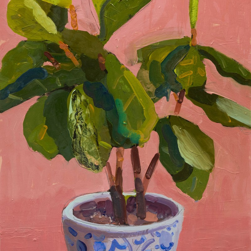 Fiddle Leaf Fig
