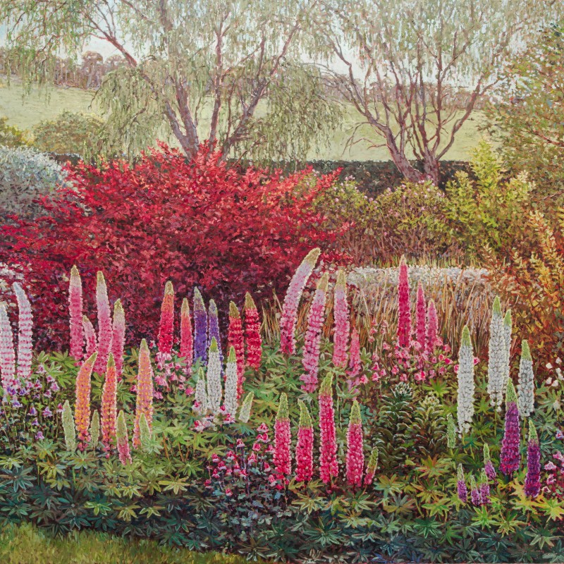 Bibbenluke Spring Lupins