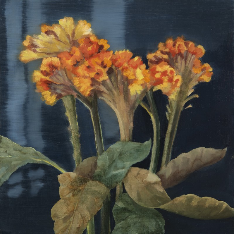 Celosia Study II