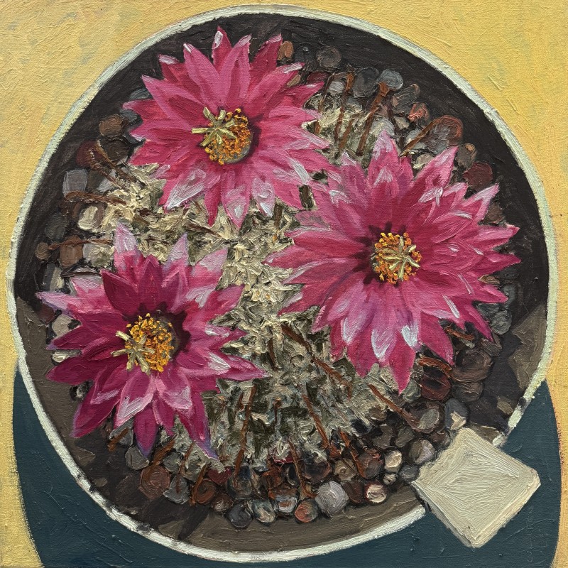 Pink Cactus