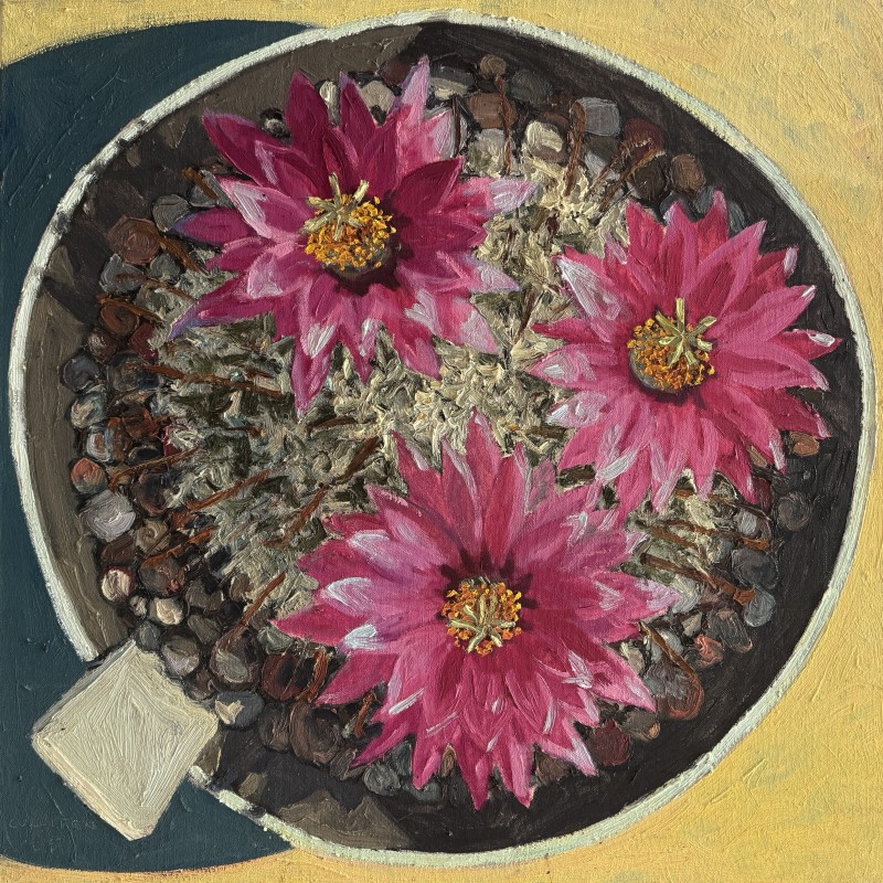 Pink Cactus