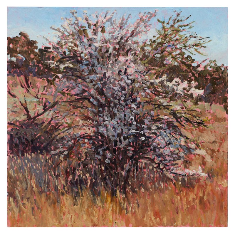 Plum Blossom