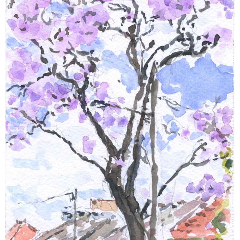Tall Jacaranda, Strathfield